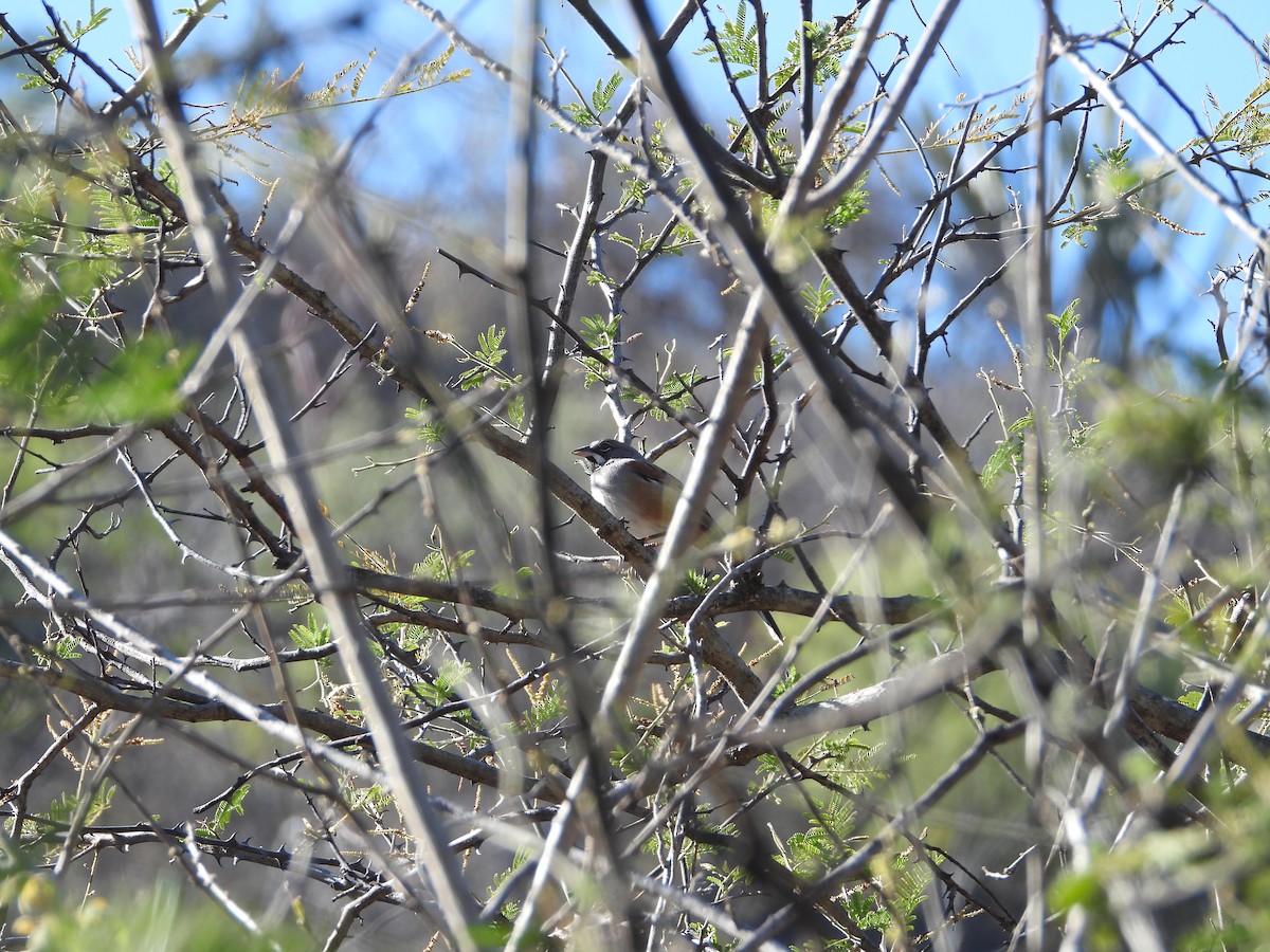 Bridled Sparrow - ML590419501