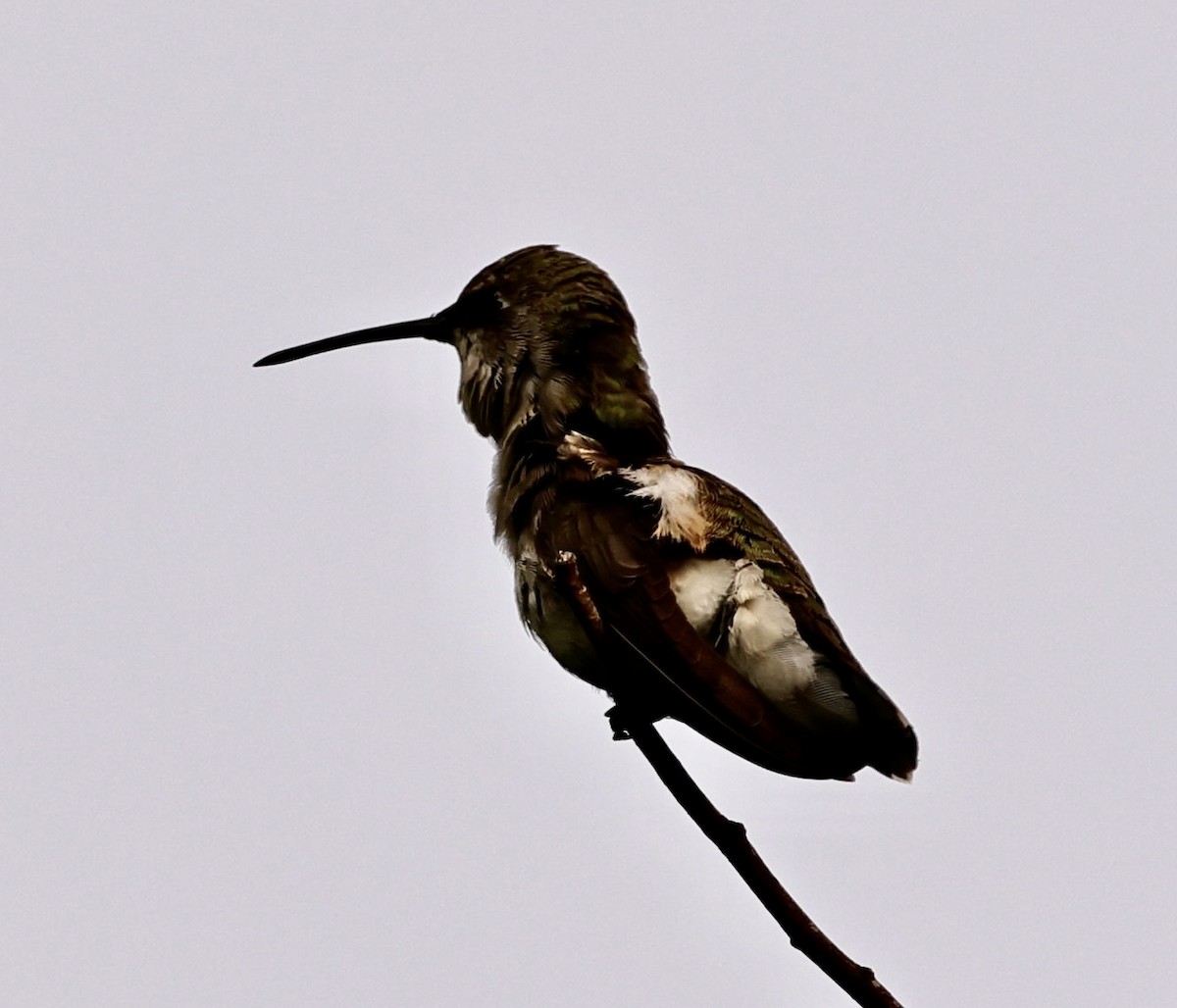 Black-chinned Hummingbird - ML590420061
