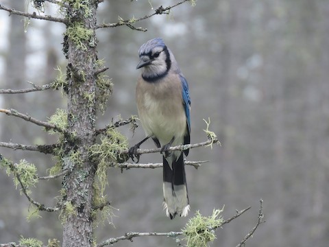 Blue Jay - Vermont eBird