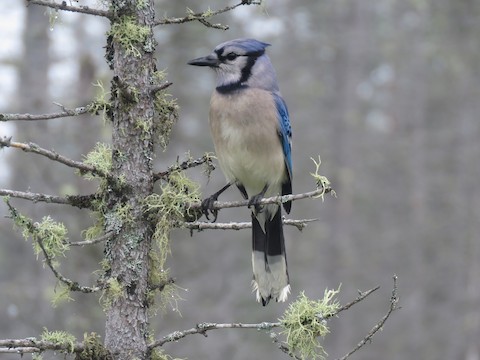 Blue Jay - Vermont eBird