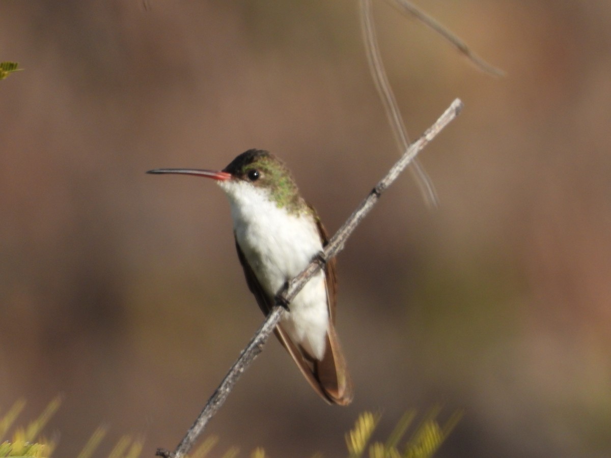 Green-fronted Hummingbird - ML590420901