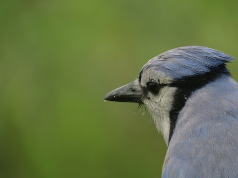 Blue Jay - Vermont eBird