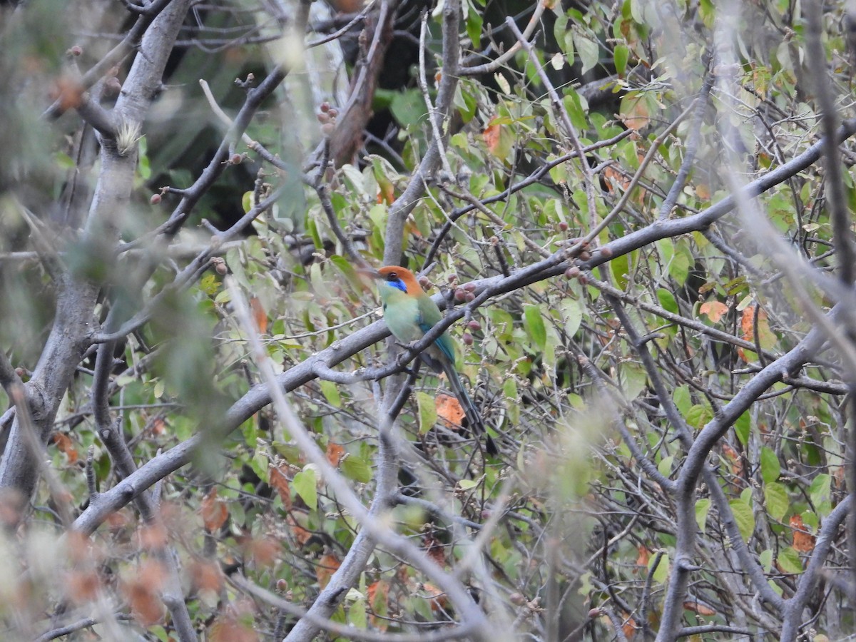 Russet-crowned Motmot - Mary Trombley