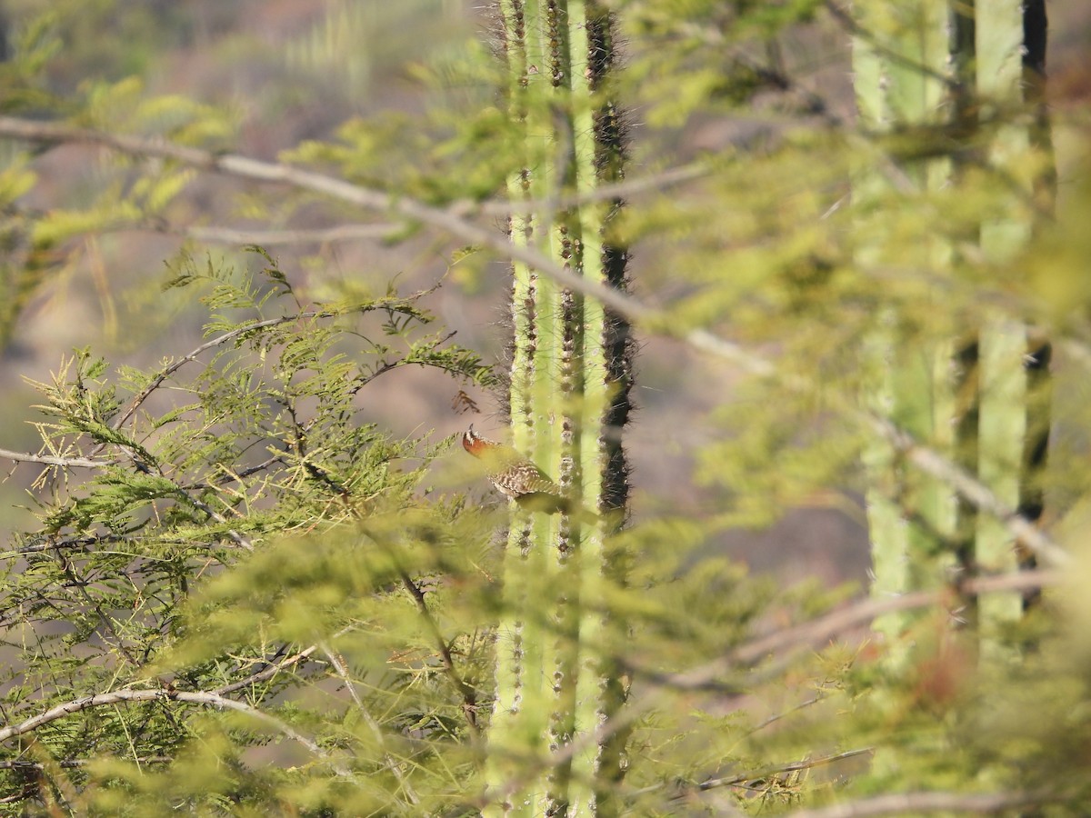 Rufous-naped Wren (Sclater's) - ML590421401
