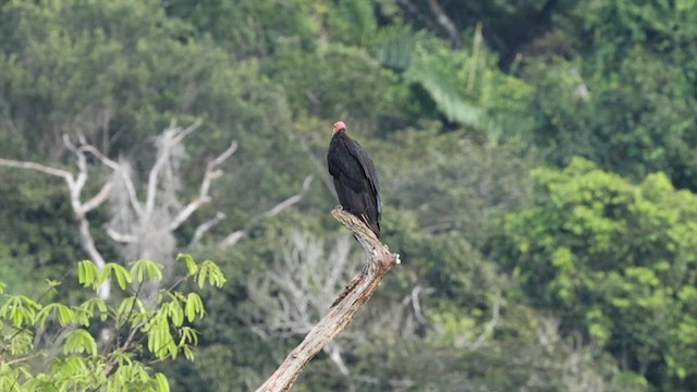 Greater Yellow-headed Vulture - ML590423081