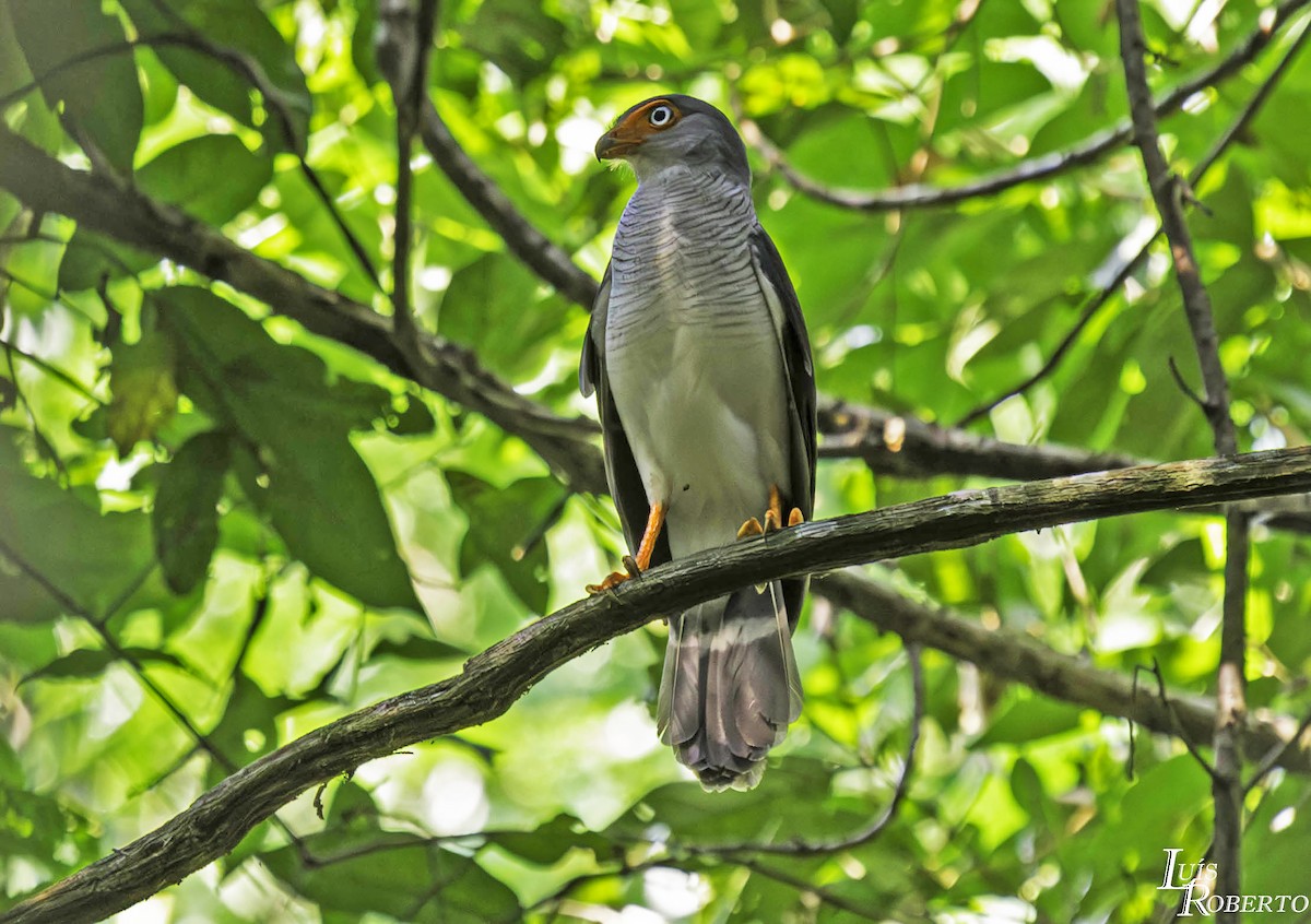 Cryptic Forest-Falcon - ML590423321