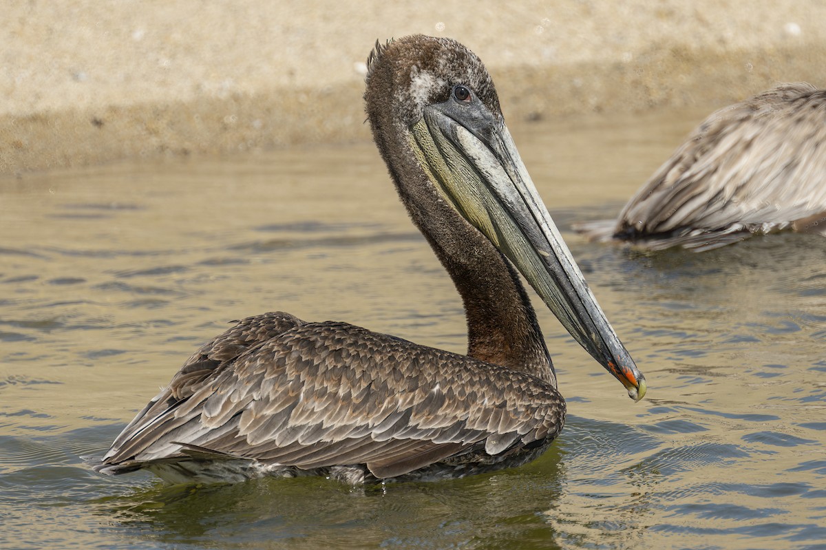 pelikán hnědý (ssp. californicus) - ML590423641