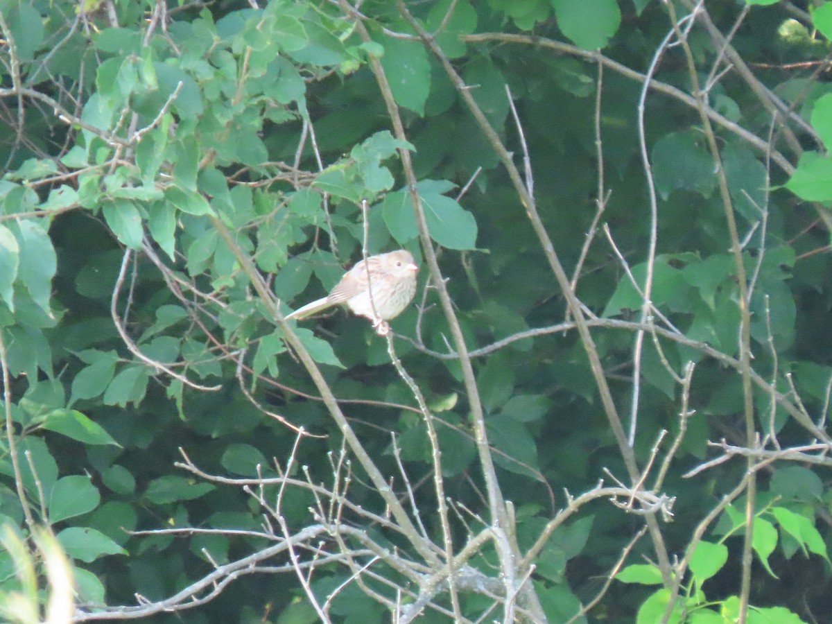 Field Sparrow - ML590427881