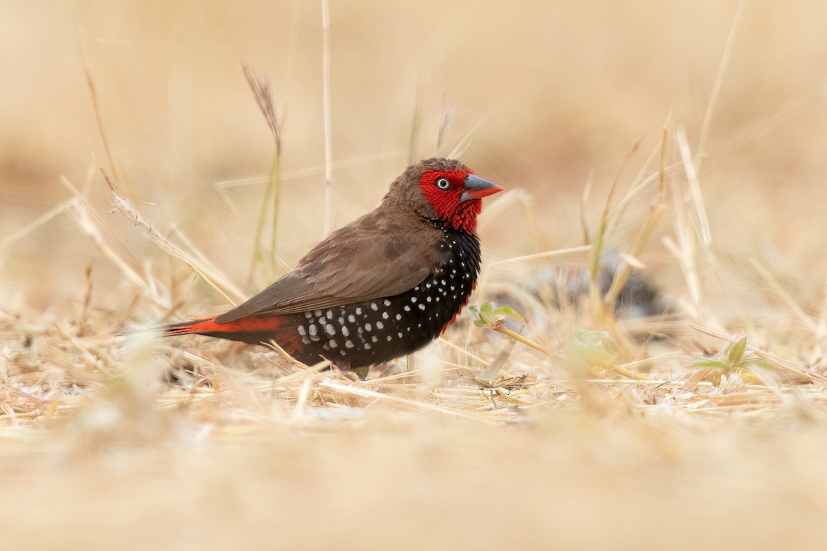 Painted Firetail - ML590432901
