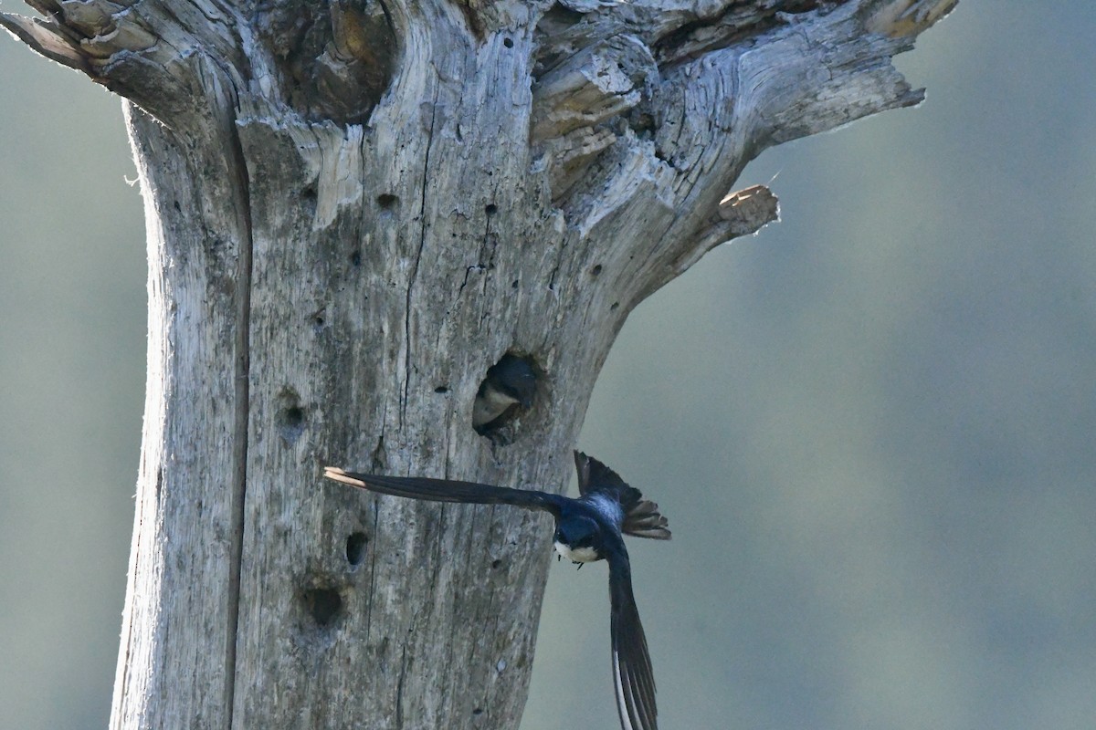 Tree Swallow - ML590433651