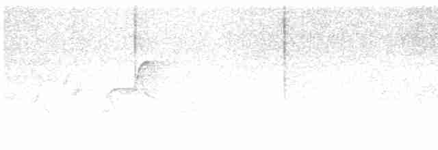 Юнко сірий [група oreganus] - ML590433661