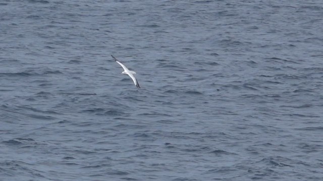 Albatros hurleur, A. de Tristan da Cunha ou A. des Antipodes - ML590435761