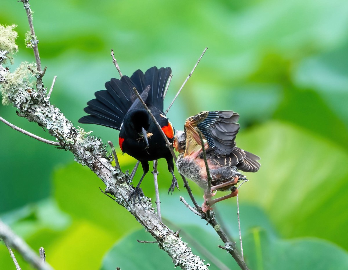 Red-winged Blackbird - Eric Bodker