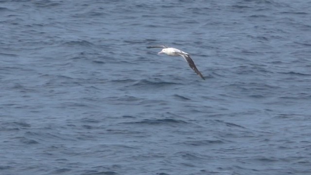 Southern Royal Albatross - ML590437371