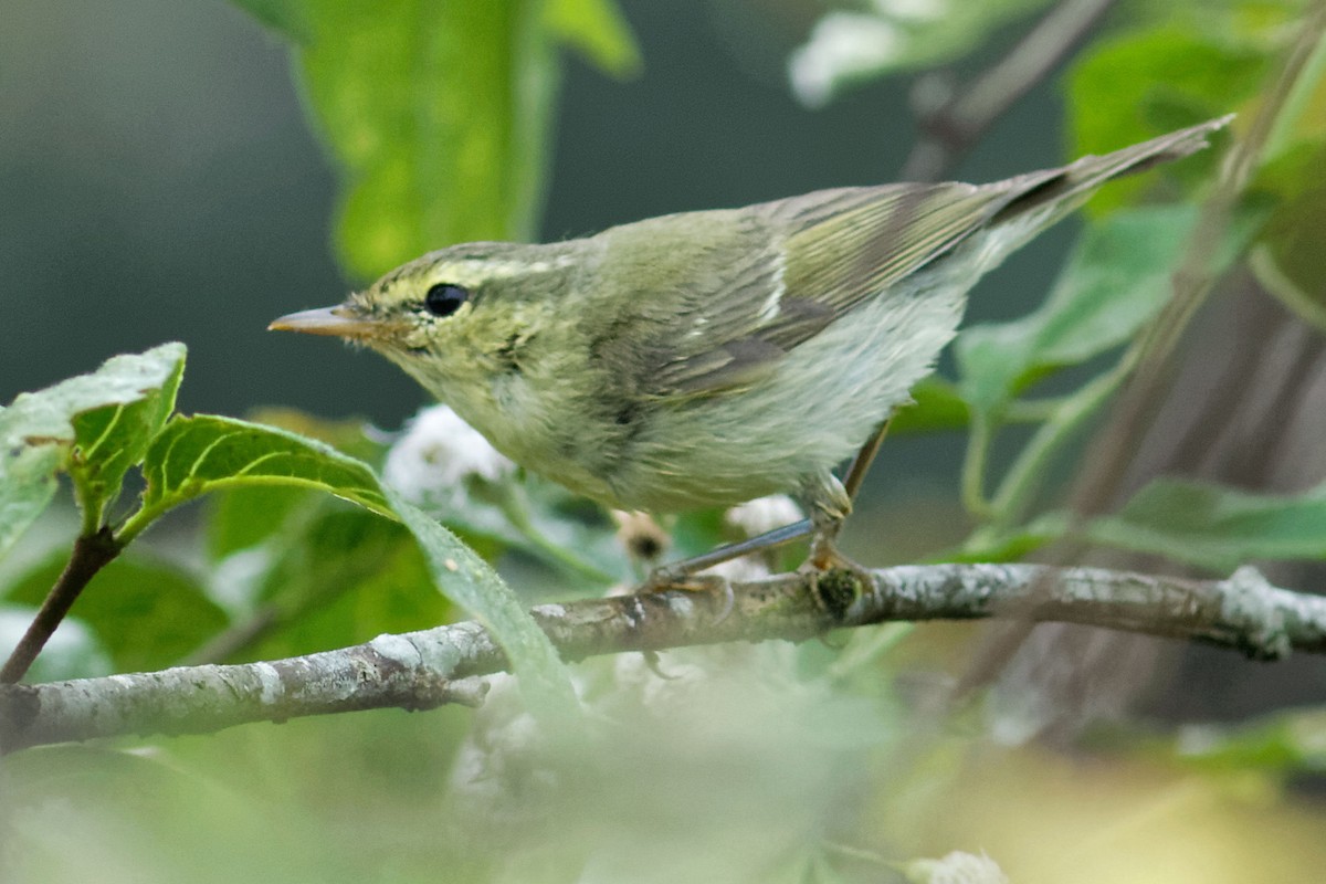 Green Warbler - Able Lawrence