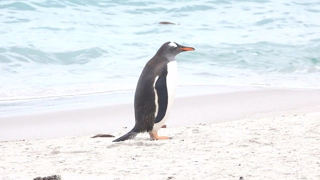 Pingüino Juanito - ML590439991