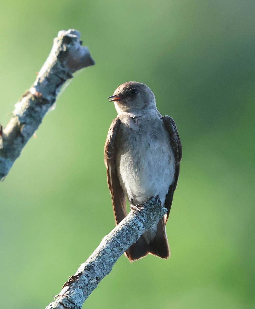 Northern Rough-winged Swallow - David Bates
