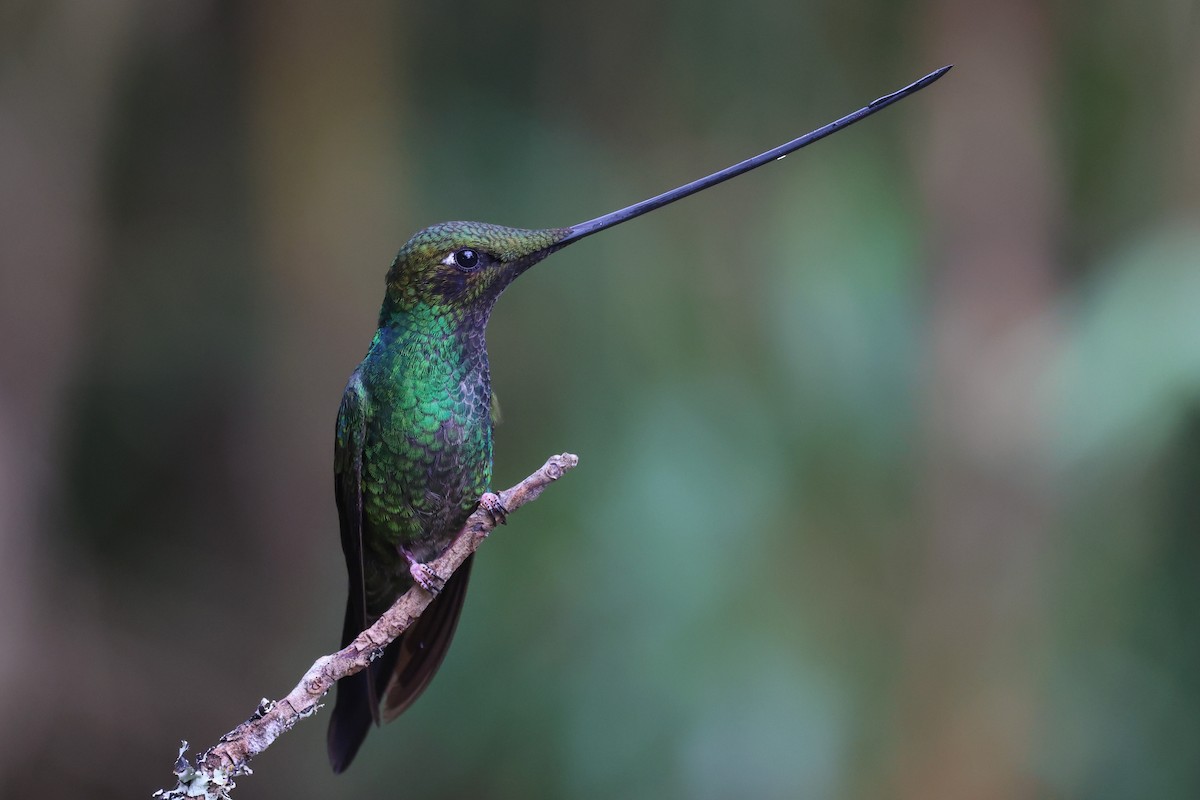Sword-billed Hummingbird - ML590440501