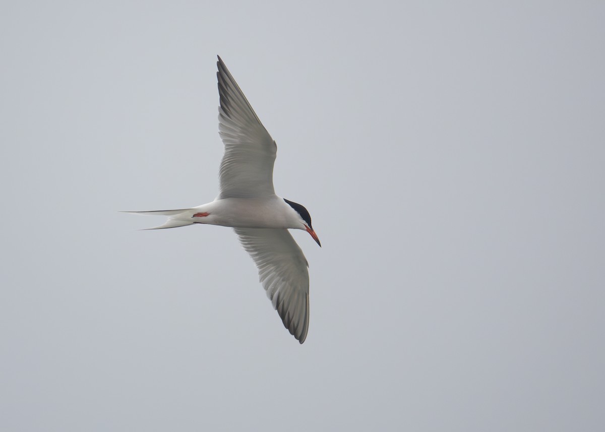 Common Tern - ML590440771