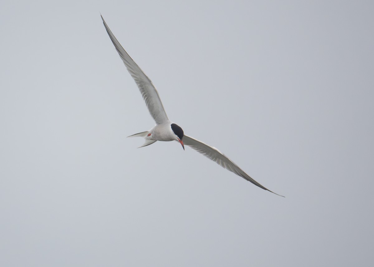 Common Tern - ML590440791
