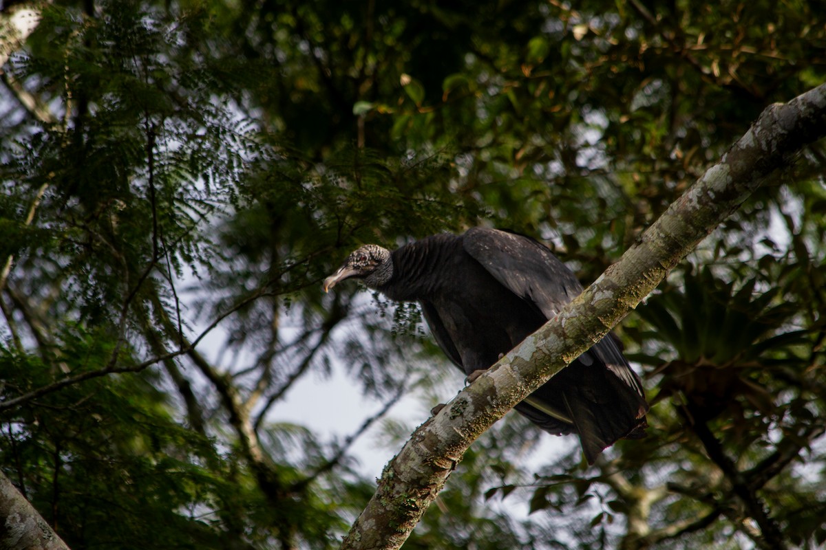 Black Vulture - ML590443691