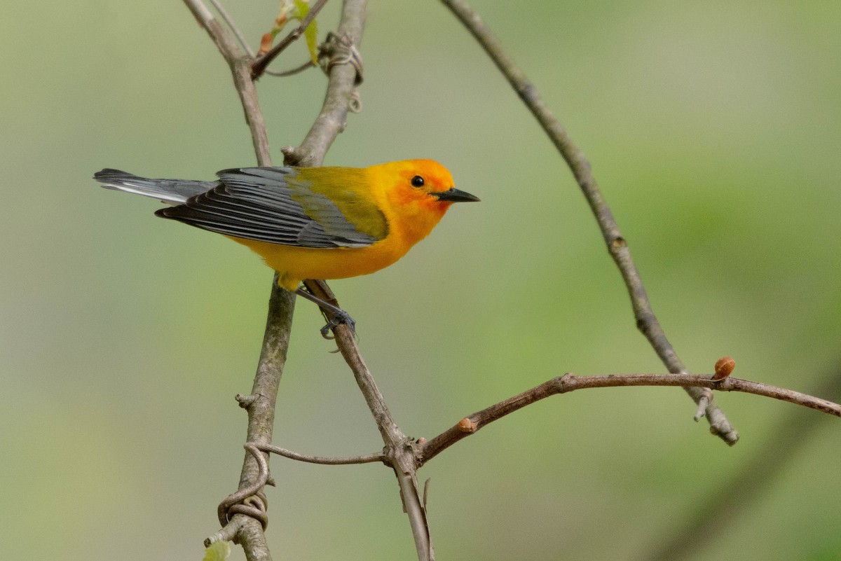 Prothonotary Warbler - ML590443961