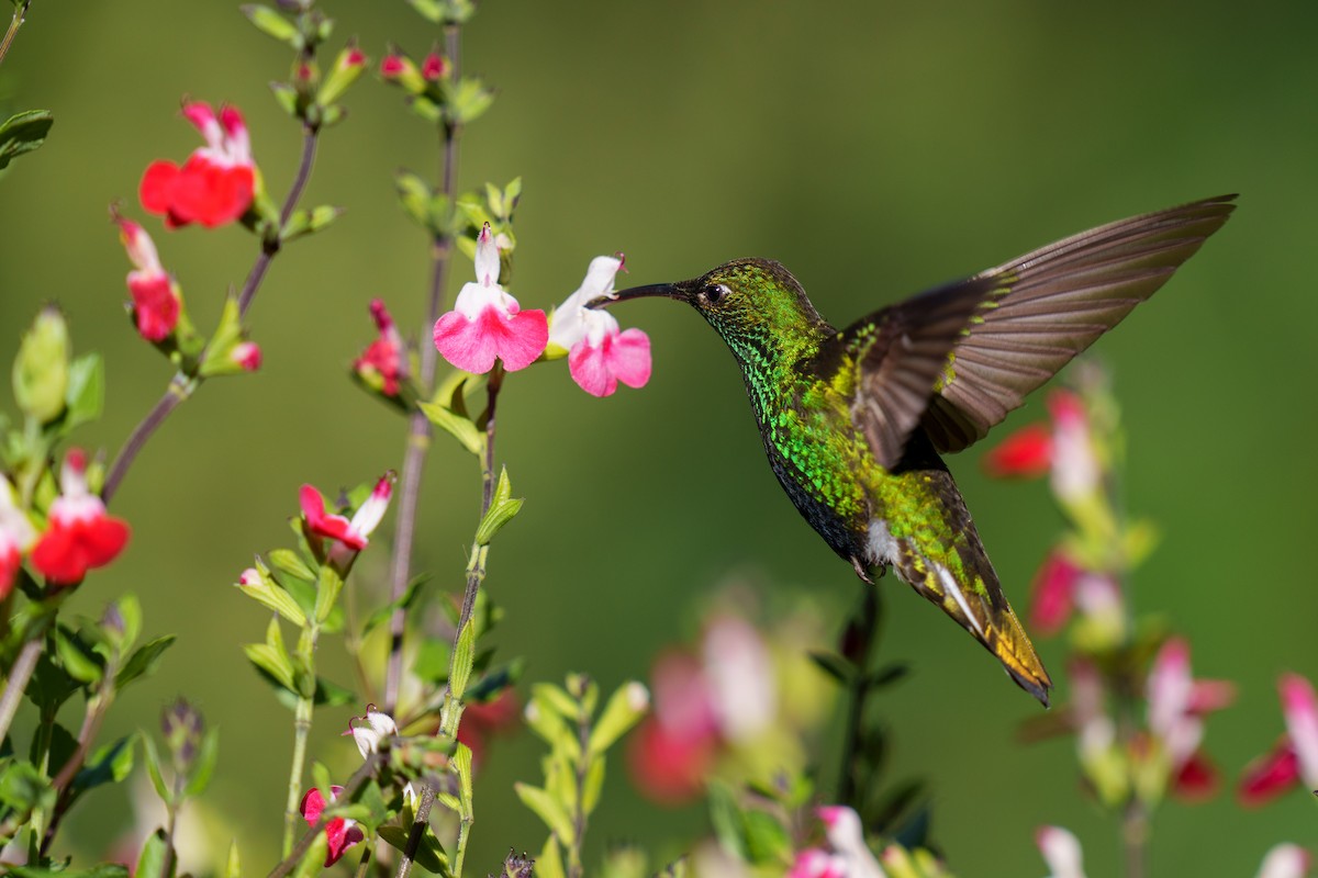 kolibřík aksamitový - ML590448371