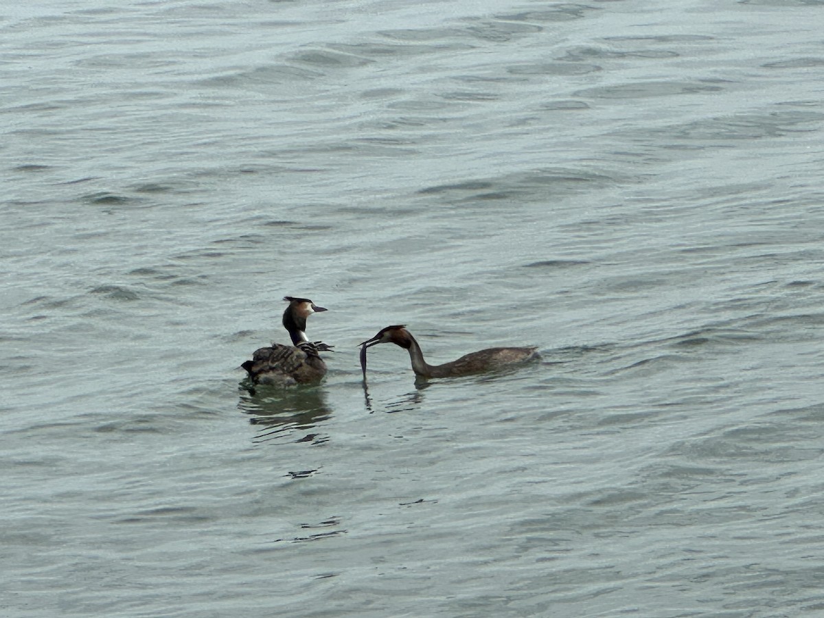 Great Crested Grebe - ML590453771