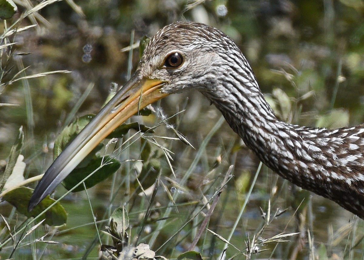 Ebird Checklist Jun Ramah Swa Species