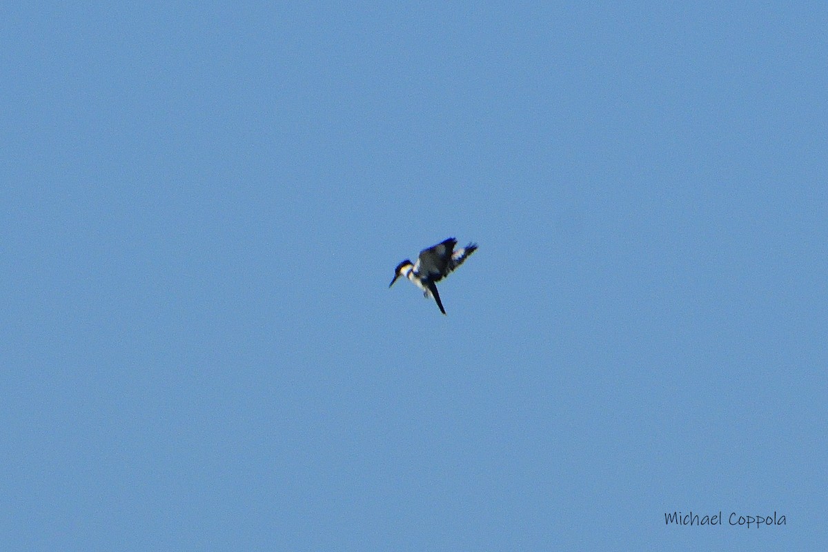 Belted Kingfisher - ML590467951