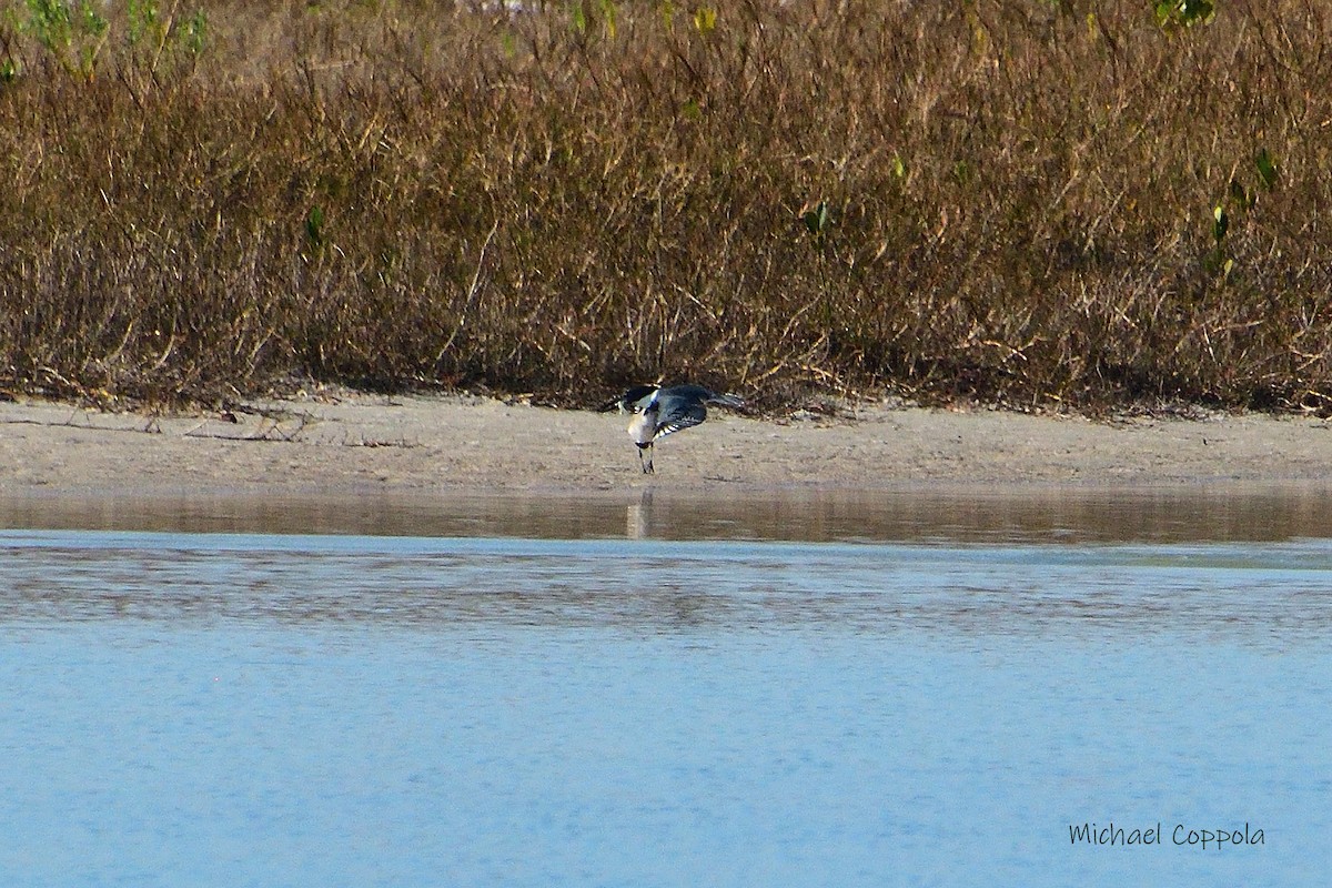 Belted Kingfisher - ML590467981
