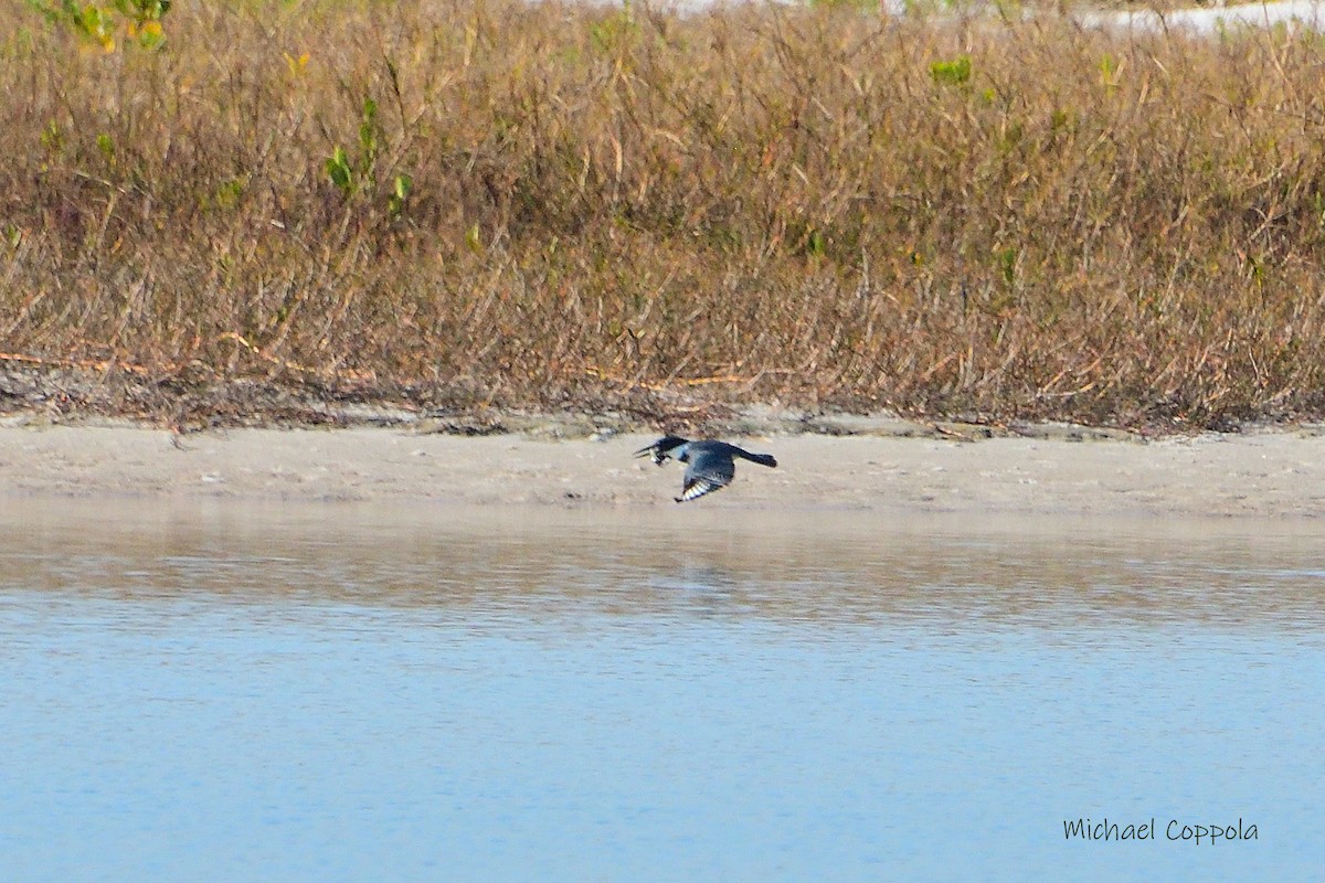 Belted Kingfisher - ML590467991