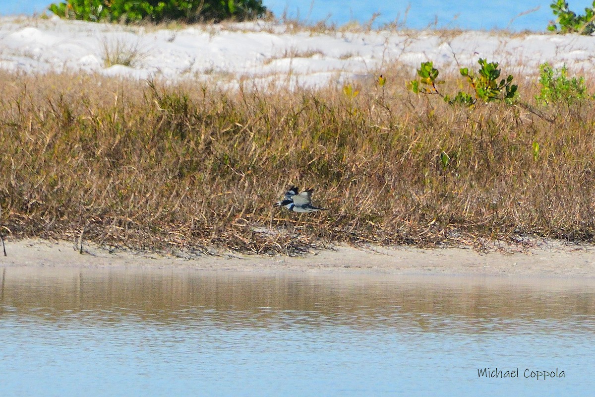 Belted Kingfisher - ML590468011
