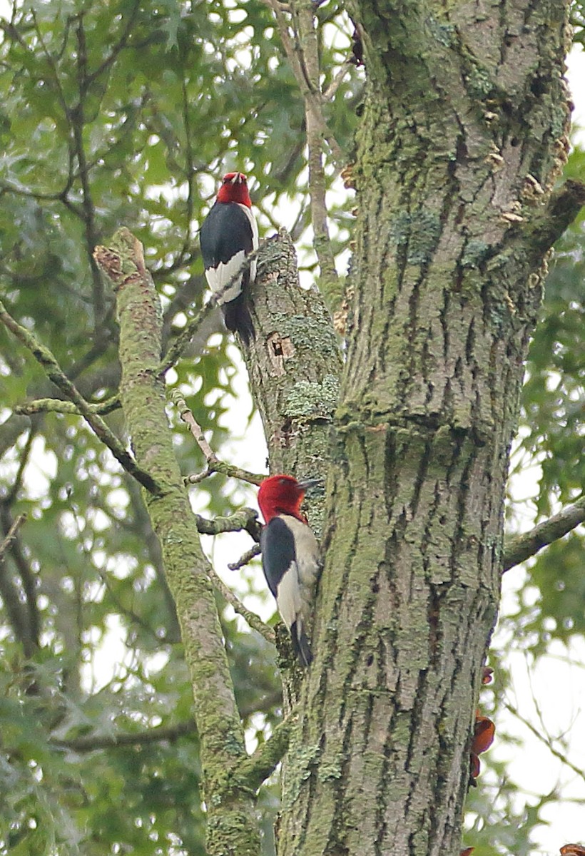 MarylandDC Breeding Bird Atlas Checklist 2 Jul 2023 5011 Onion