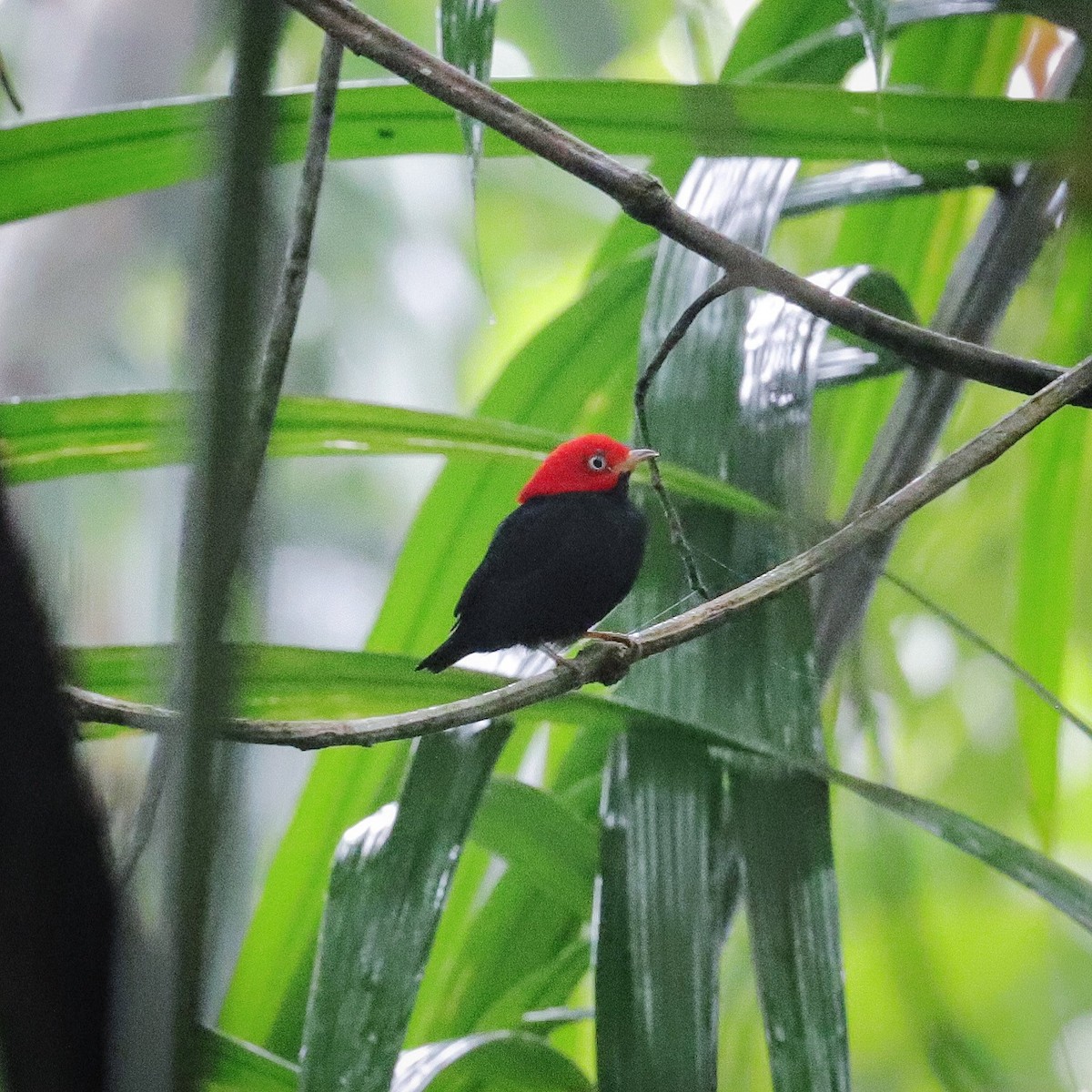 Red-capped Manakin - ML590473681
