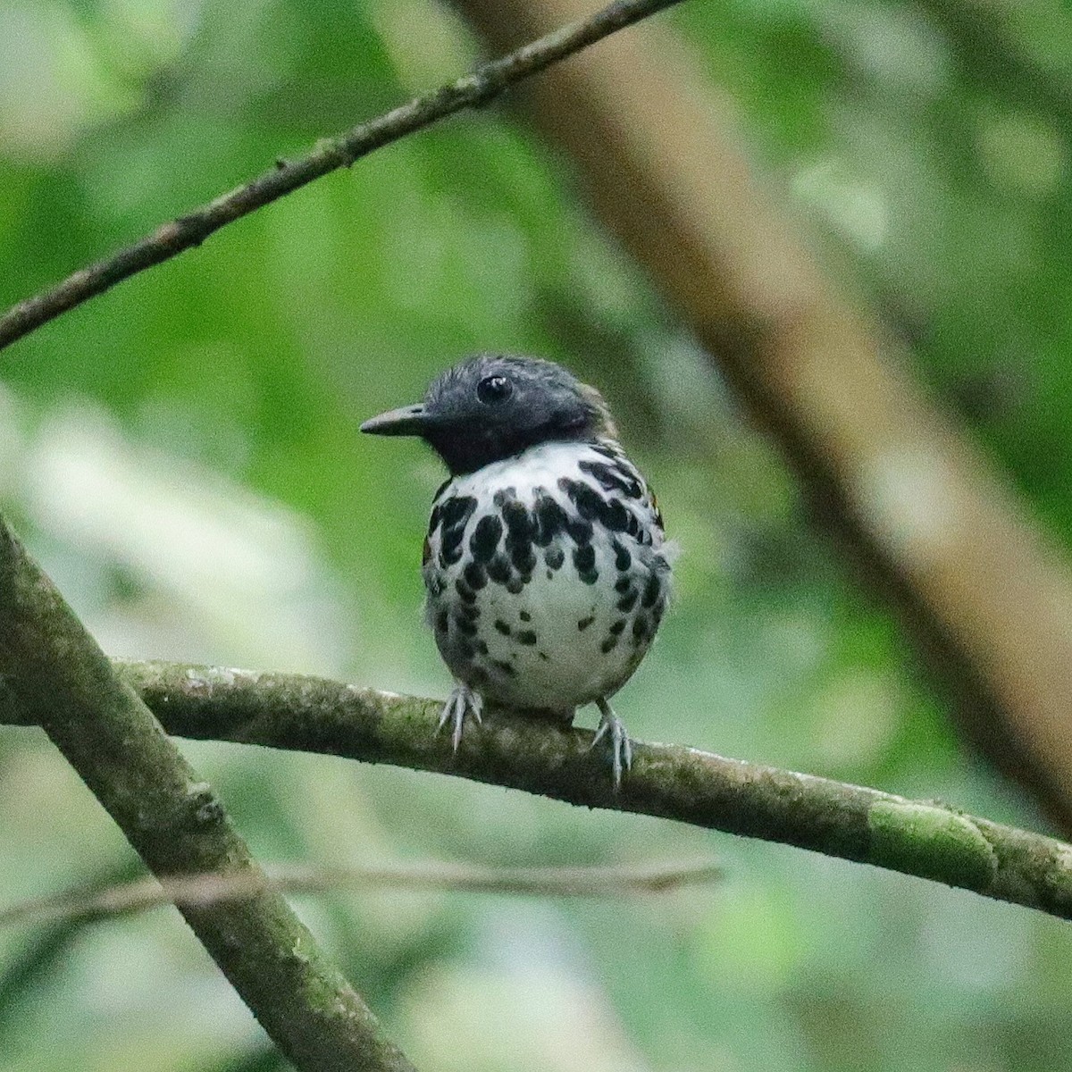Spotted Antbird - ML590473841