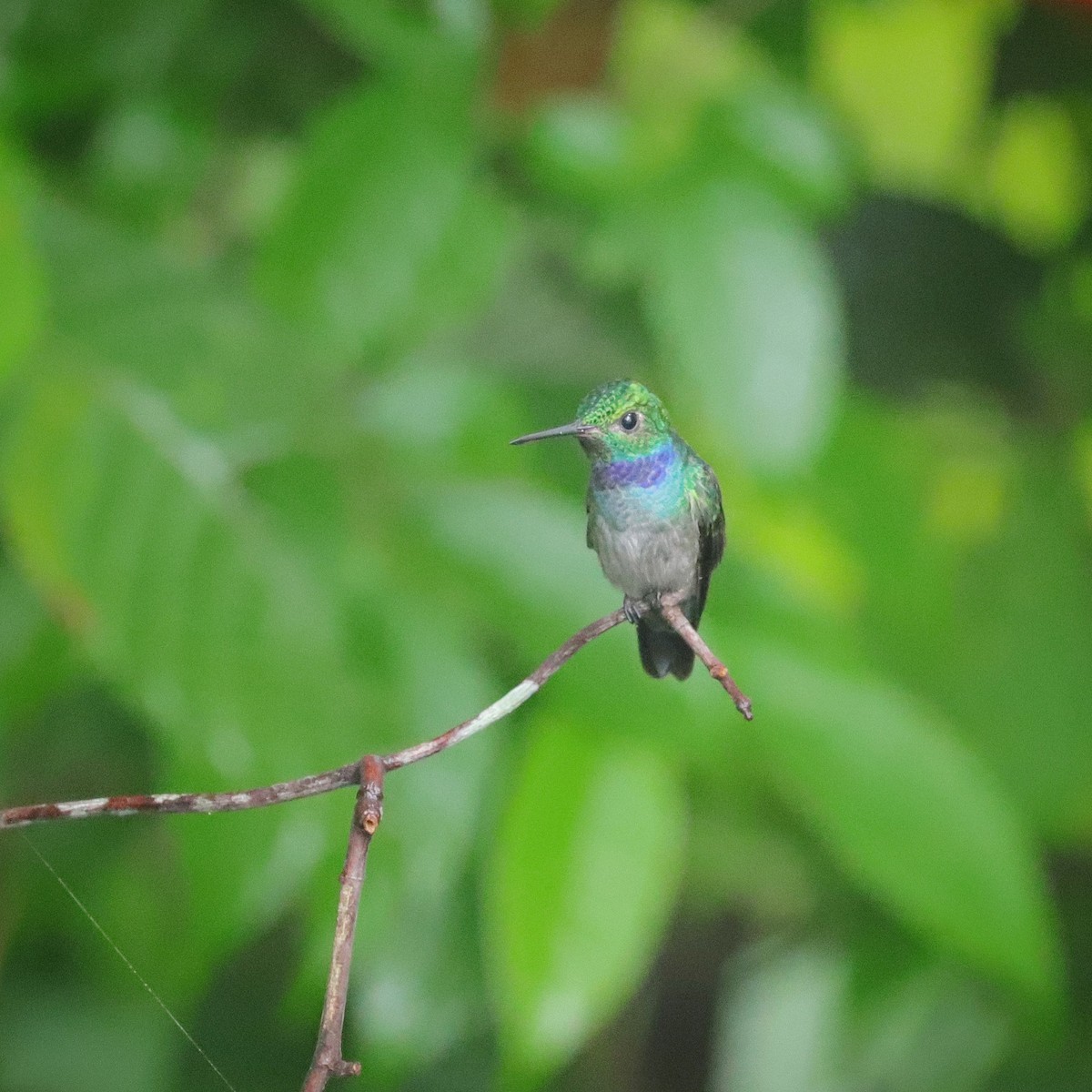 Blue-chested Hummingbird - ML590474231