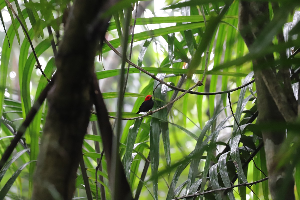 Red-capped Manakin - ML590475401