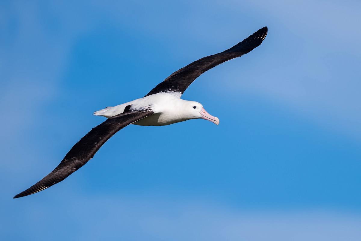 Northern/Southern Royal Albatross - Peter Taylor