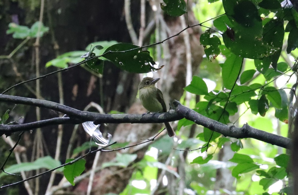 Western Olivaceous Flatbill - ML590476151