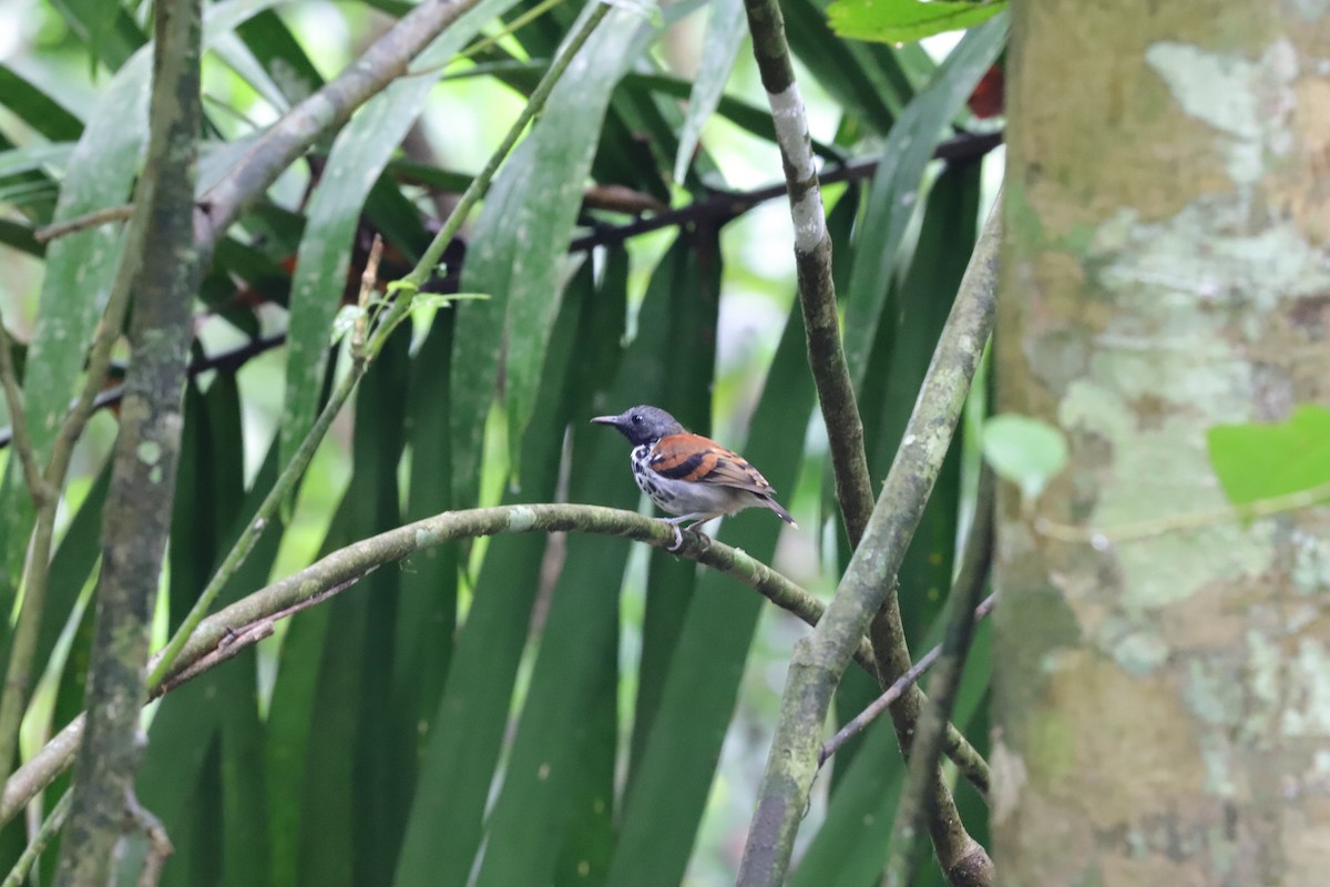 Spotted Antbird - ML590476621
