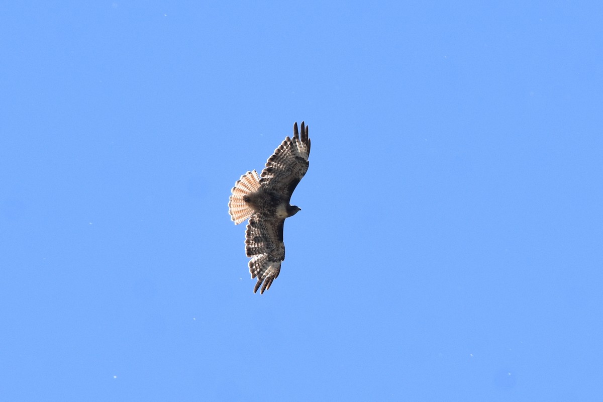 Red-tailed Hawk - ML590480011