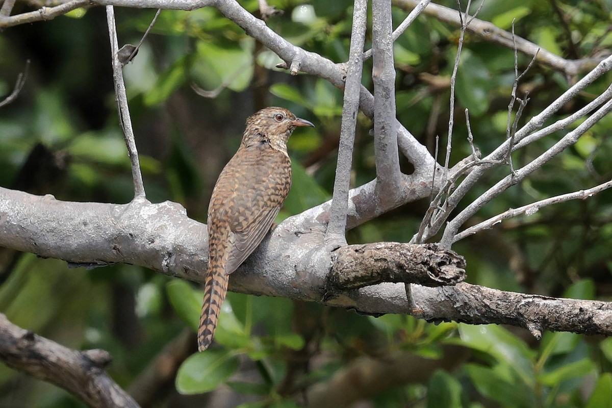 Himalayan/Oriental Cuckoo - 独行虾 Bird.soong