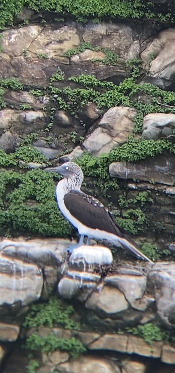 Blue-footed Booby - ML590484721