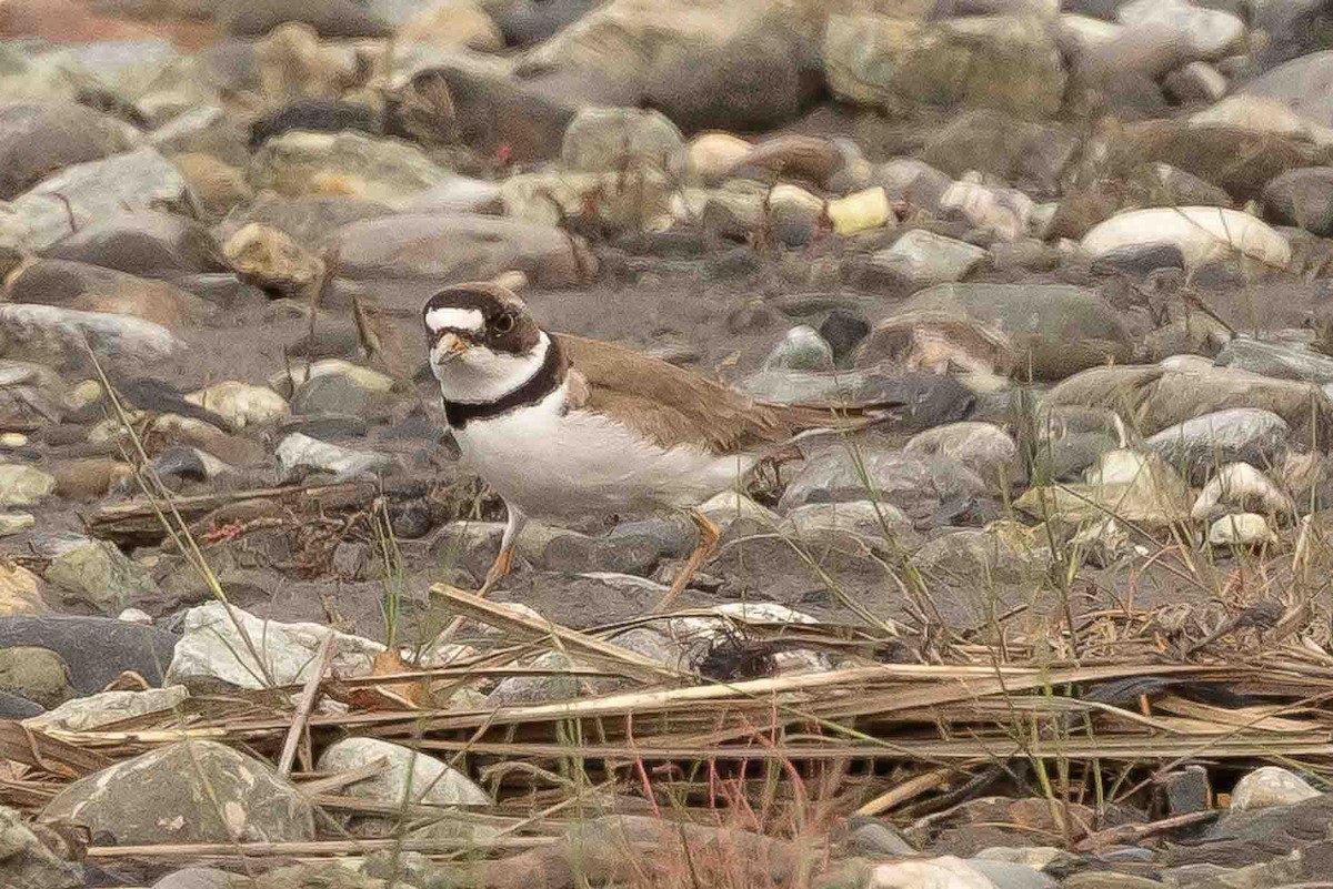Semipalmated Plover - ML590486641