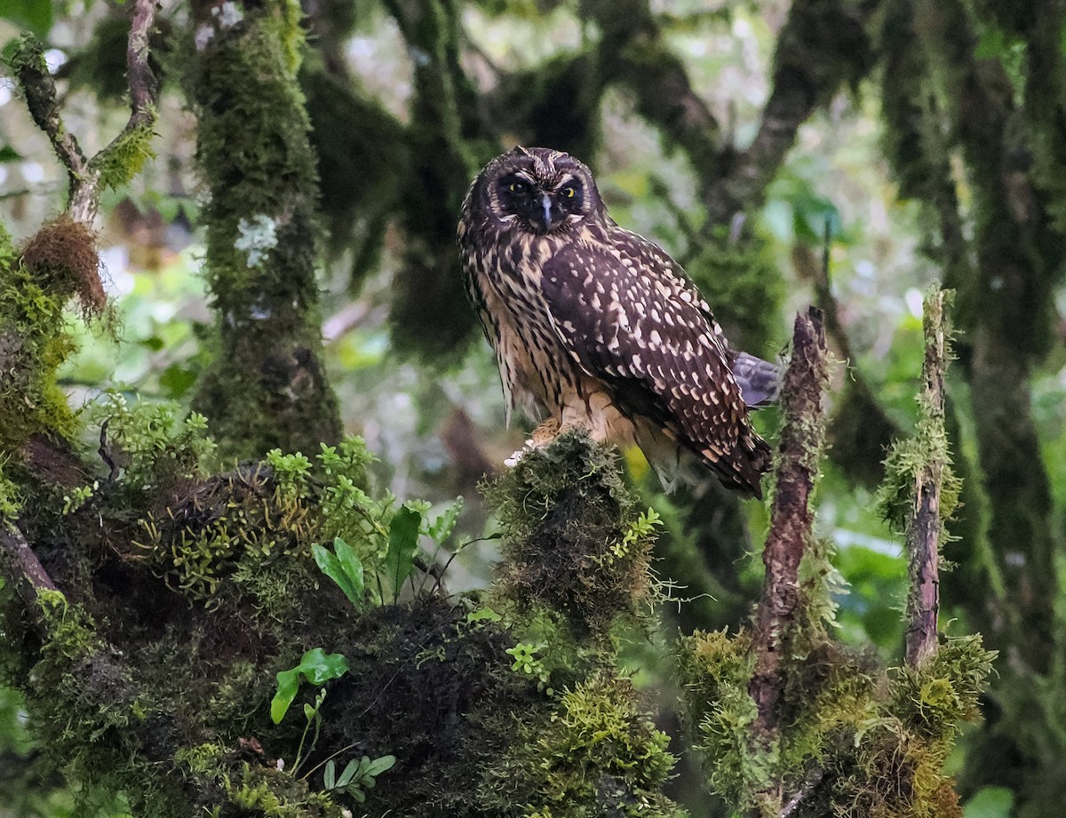 Short-eared Owl (Galapagos) - ML590487891