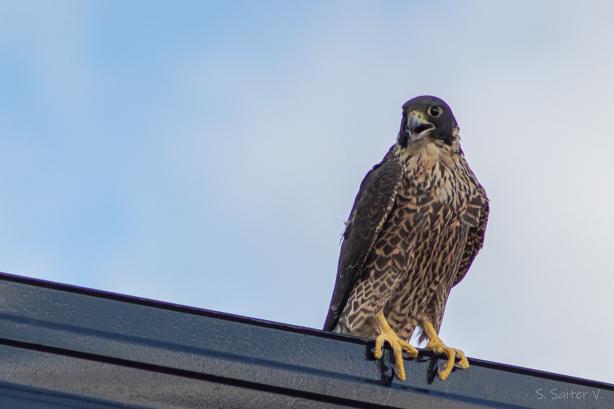 Peregrine Falcon (South American) - ML590489021