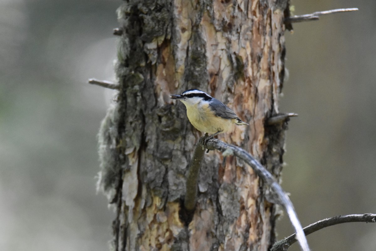 Red-breasted Nuthatch - John Patten Moss