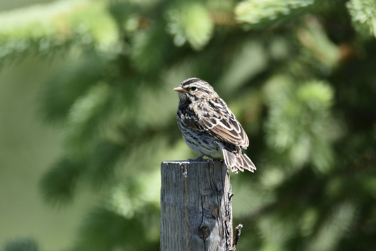 Savannah Sparrow - ML590490621