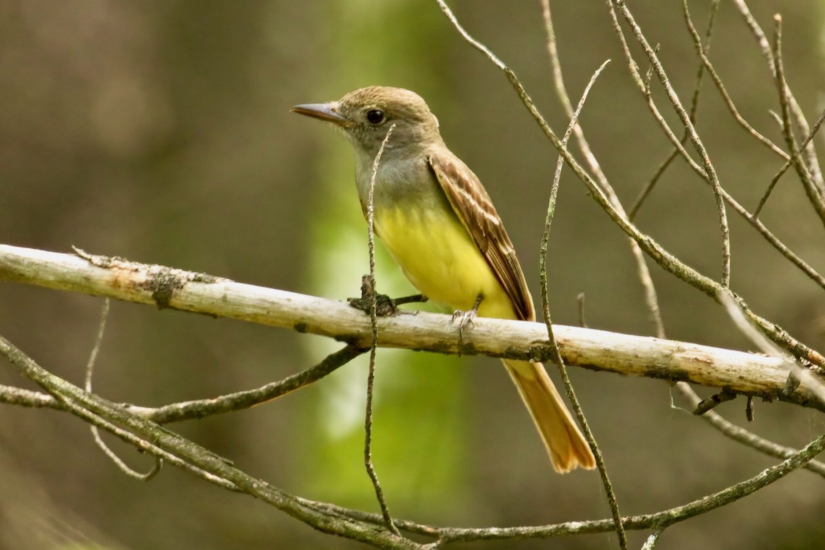 Great Crested Flycatcher - ML590491561
